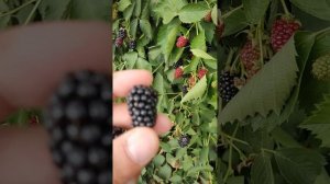 ежевика Виктория