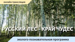 Русский лес – край чудес