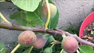 Figs. Плодоношение  инжира в контейнере, обзор сортов. Контейнерное инжироводство, 2-ая  часть