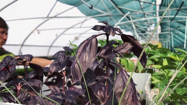 Микрозелень в объёме! Большая теплица смотреть онлайн