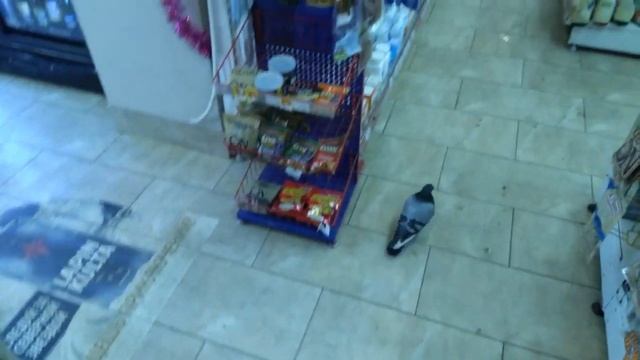 Голубь пришел в магазин за пивом смотреть онлайн
