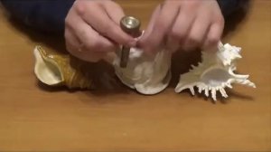 Трубим в ракушку