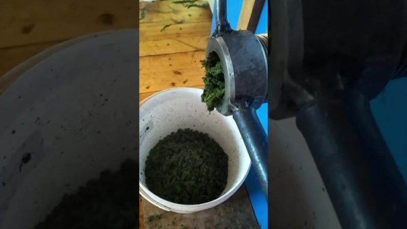 Первый этап производства молотого Иван-чая