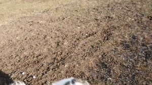 Якутская лайка. Щенки. Питомник. Охотники.