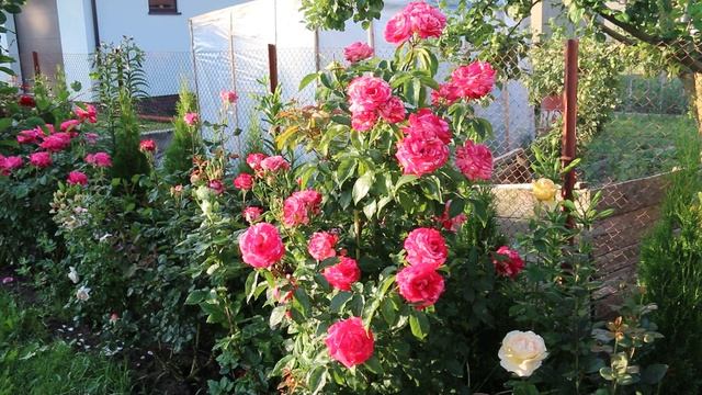БЕСКОНЕЧНО ПРЕКРАСНЫ! ПРОГУЛКА ПО САДУ ЖАРКИМ ИЮЛЕМ. ОБЗОР СОРТОВ РОЗ. смотреть онлайн
