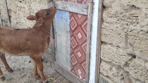 Красную степную корову осеменили джерсейским быком! телочка Джерси50% 1 месяц.