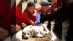 Как воспитать собаку Алабай