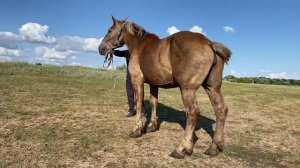 К продаже предлагаются кобылы породы Советский тяжеловоз. @user-zz8ke3cy2f