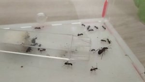 Формика поликтена (Formica polyctena). Пробуем поднять колонию с нуля. Муравьи и Муравьиная ферма