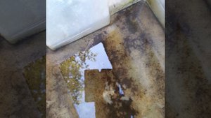 Сюрприз  в ловушке