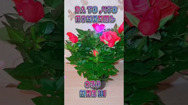 Хочу дарить тебе цветы, цветы без повода.🌹🌹🌹