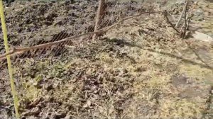 20. Укладка винограда на шпалеру.