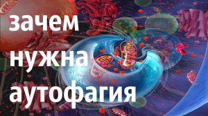 Зачем нужна АУТОФАГИЯ ? Механизм аутофагии