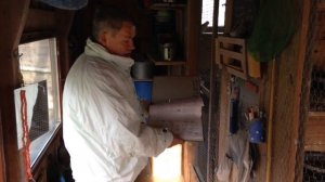 Как вести родословную при разведении голубей?