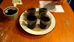 ВЫРАЩИВАЕМ ТАБАК. СЕЕМ НА РАССАДУ. МОЙ ПРОВЕРЕННЫЙ СПОСОБ.