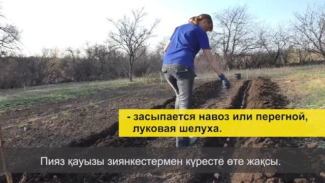 Посадка картофеля