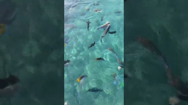 Tropitel naama bay…Пляж,рыбки,красное море🇪🇬