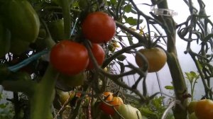 Обзор финских томатов Suvipiha