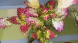 SOLAR SHADOW COLEUS (СОУЛЭ ШЭДОУ) КОЛЕУС АВАТАР
