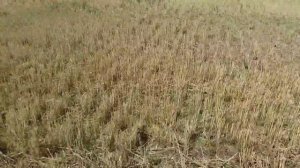 Выращивание  озимого  рапса.  No till 20.08.2017