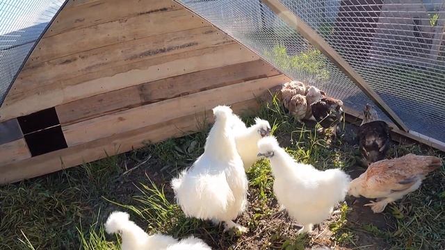 С новосельем фавероль и шёлки 29/05/2021года достроили 3 летний курятник = осталось построить еще 3 смотреть онлайн