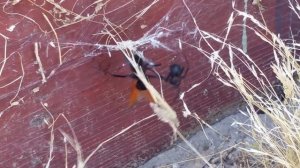 Tarantula Hawk vs Black Widow