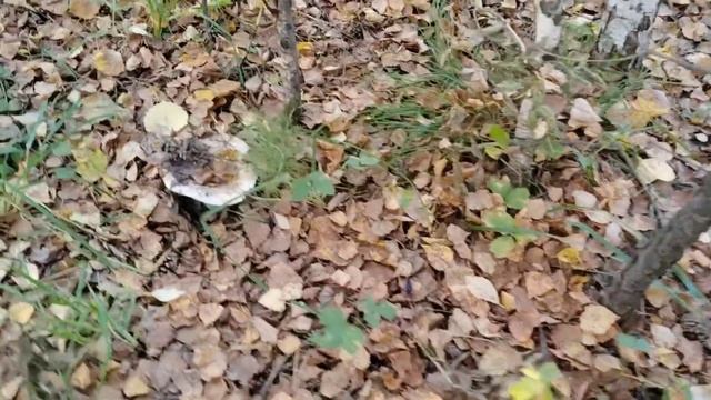 Отличная погода так и манит поехать за грибами. Отправилась на поиски груздей.