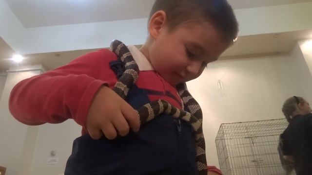 Змеи в карпинском музее смотреть онлайн