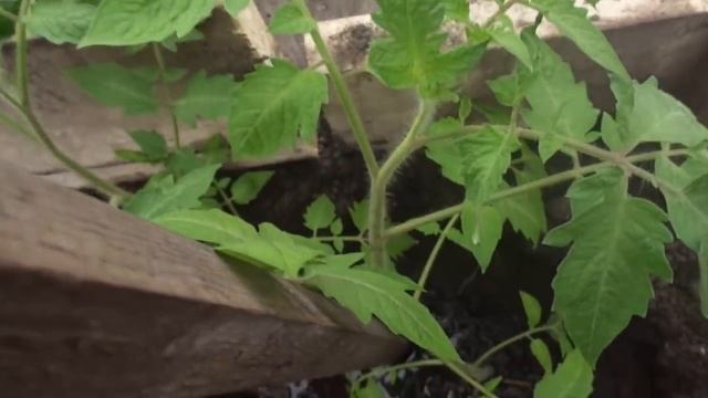 ТОМАТЫ НЕЛЬЗЯ ПОЛИВАТЬ ЦЕЛУЮ НЕДЕЛЮ! ПОЧЕМУ? Ольга Чернова. смотреть онлайн