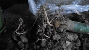 Как спасти опунции?