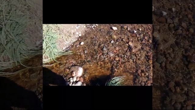 Где золото в Ленинградской области?