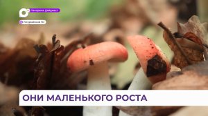 В Приморье пошли грибы