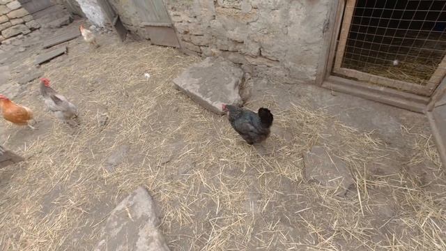 Так НЕЛЬЗЯ делать ⚠️ Селезень съел утят!? смотреть онлайн