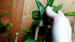 Цитрусы от Маринкова спустя полгода, домашние лимоны,мандарины,кумкват
