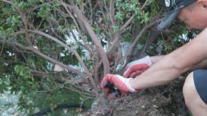 Prunning Azalas | Rhododendron Plants