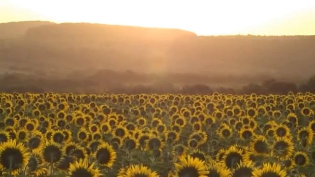 Почему мы любим Кубань? Восход солнца в станице Гостагаевской среди подсолнухов /Купили #домнаЮге