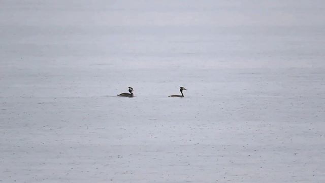 Чомга и выдра смотреть онлайн