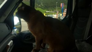 Бурманская кошка видит птичек...