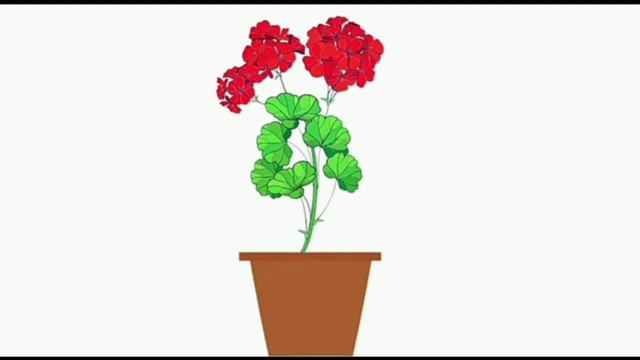 Розвиток мови Кімнатні рослини Герань