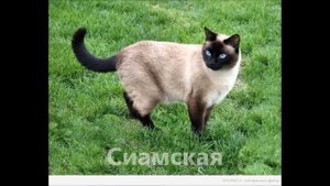 Угадай породу кошки