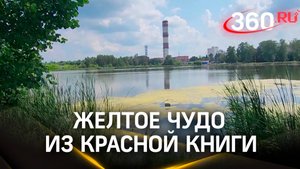 Желтое чудо из Красной книги: кубышка малая зацвела на озерах в Электрогорске
