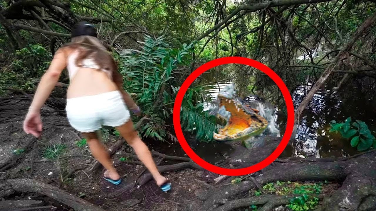 Самые Пугающие Случаи с Крокодилами, Снятые на Камеру