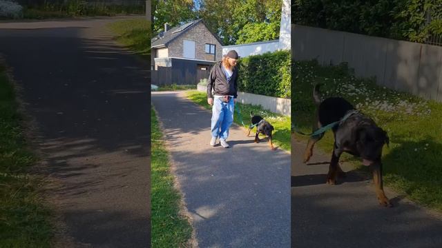 Puppy Azrael the Rottweiler getting used to walking on a leash