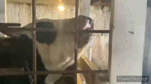 МЕНЯ ЗАДОЛБАЛ АНДРЕЙ НОВИКОВ???