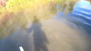 Хариус на перекате