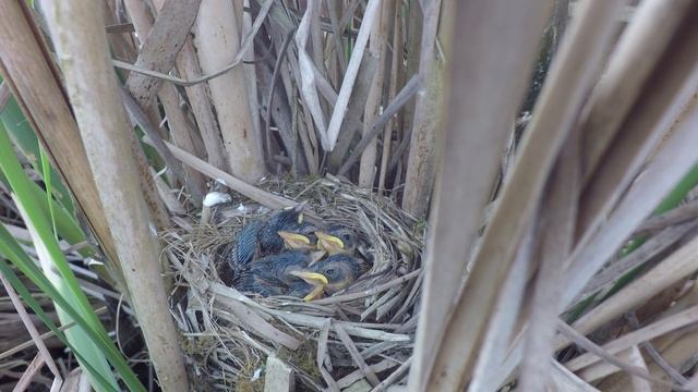 Камышовка барсучок 170622 3 GoPro4b 22июня 5 смотреть онлайн