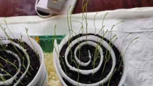 Спаржа ?" Царская " ?  взошла! Ура