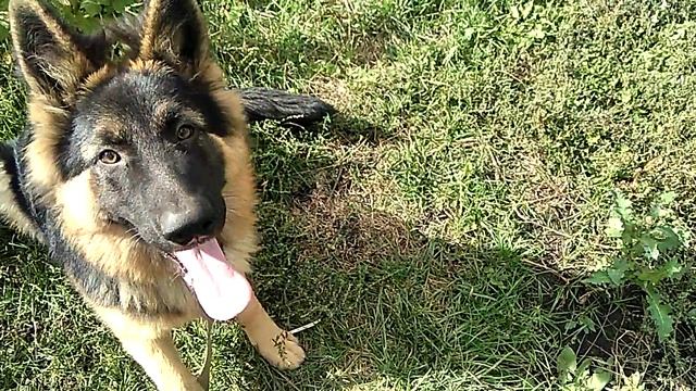 НЕМЕЦКАЯ ОВЧАРКА В ПОЛ ГОДА !!! смотреть онлайн