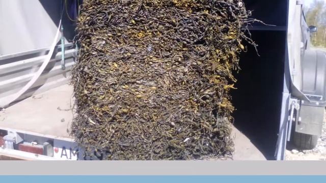 Морской промысел (добыча морских водорослей)