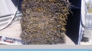 Морской промысел (добыча морских водорослей)